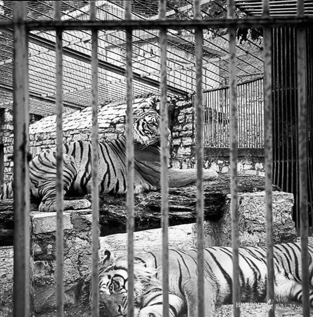 1979. Le tigri dello zoo di Brescia